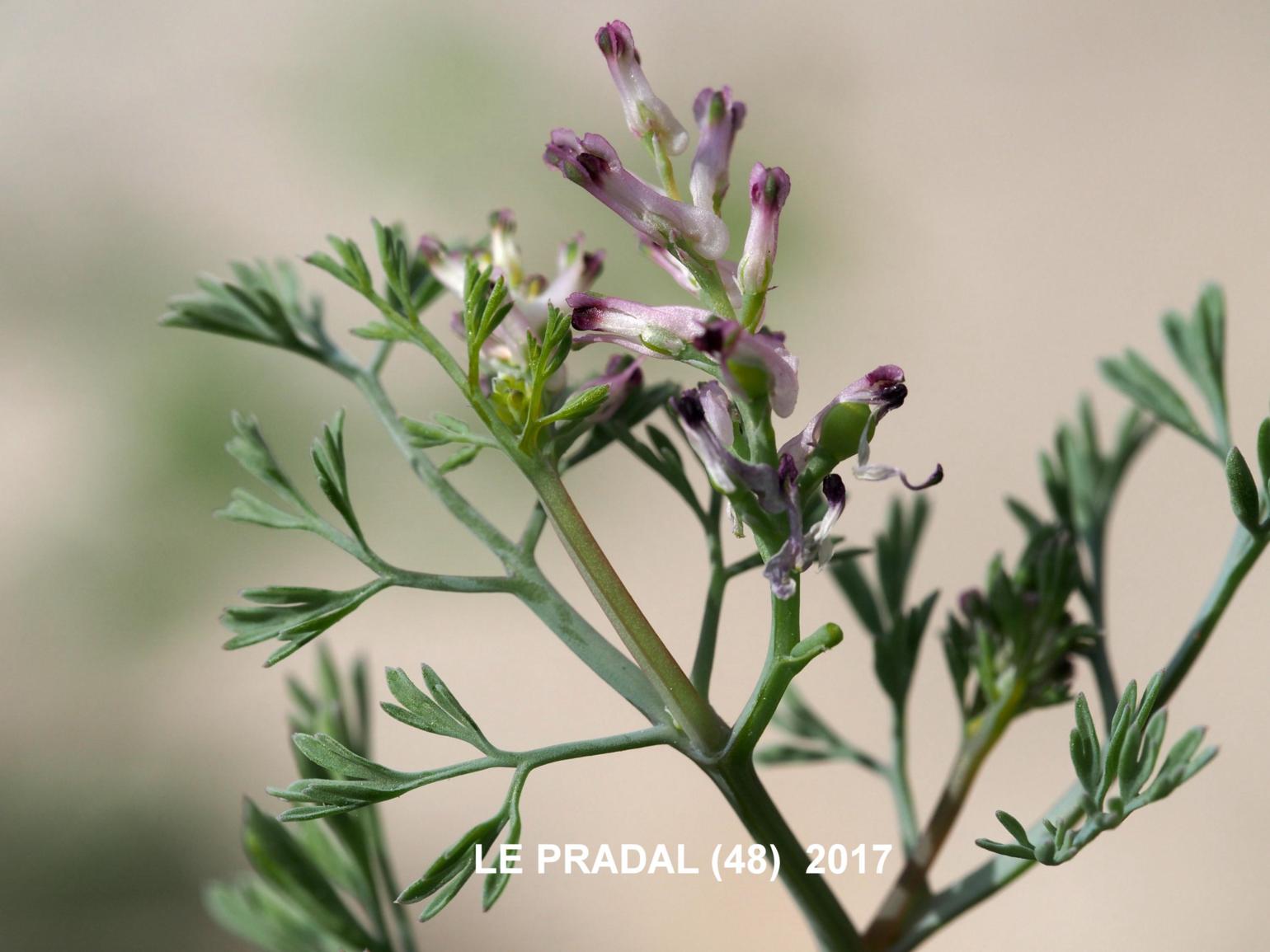 Fumitory, Small-flowered